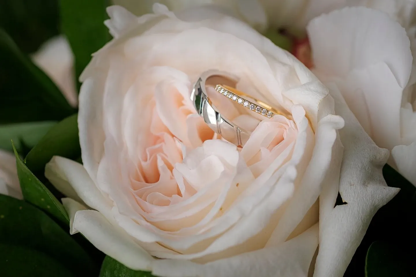 A close-up image of two elegant wedding rings nestled within the soft petals of a light pink rose, surrounded by lush green leaves. The engagement ring features a delicate line of small diamonds, while the accompanying band has a smooth polished finish. This photograph, captured by PhotoMarc, is a stunning example of wedding photography, showcasing their ability to highlight the beauty of wedding details. The image emphasizes romance and the intricate artistry of wedding jewelry, making it perfect for anyone seeking inspiration for their special day.