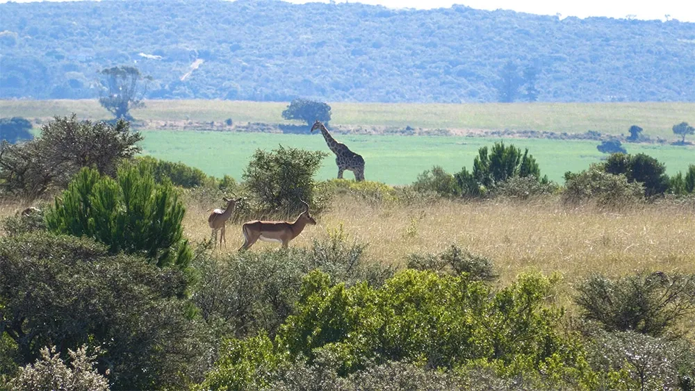 The image showcases the scenic landscape of Glen Boyd Reserve, a stunning destination wedding venue in Canada, under the category of Destination Wedding. The expansive grasslands are dotted with rich greenery and native wildlife, including a majestic giraffe and a pair of antelopes, offering an exotic and serene backdrop for couples seeking a unique wedding experience amidst nature. The distant horizon is framed by rolling hills, enhancing the picturesque setting ideal for a memorable wedding celebration.