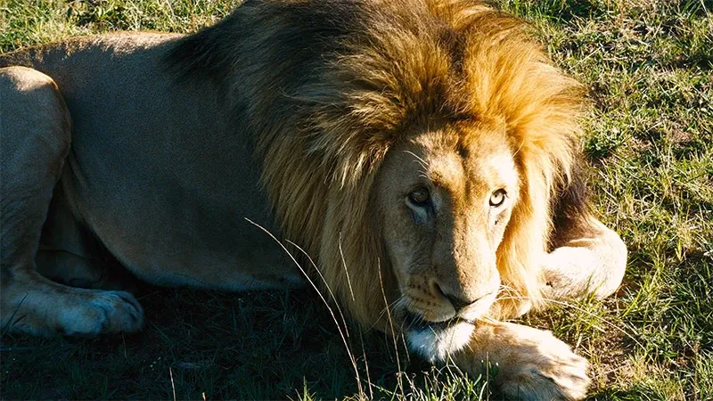 A majestic lion rests on the grass at Glen Boyd Reserve, highlighting its appeal as a premier destination wedding venue. The lion's golden mane catches the sunlight, emphasizing the natural beauty and exotic allure of the location. Such unique wildlife viewing opportunities make Glen Boyd Reserve a desirable choice for couples seeking an unforgettable wedding experience in nature.