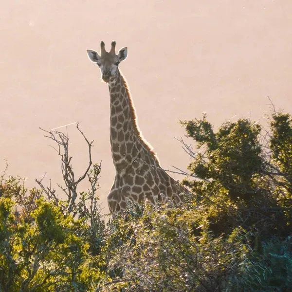 A majestic giraffe stands amidst lush greenery at Glen Boyd Reserve, a premier destination wedding location featured by Mariage Elegant in Canada. The towering giraffe, with its distinct spotted coat and long neck, peers through the dense foliage, creating a picturesque and exotic backdrop ideal for a unique and memorable wedding setting. The warm, natural lighting enhances the serene and enchanting atmosphere, making Glen Boyd Reserve a sought-after venue for couples seeking an extraordinary wedding experience.