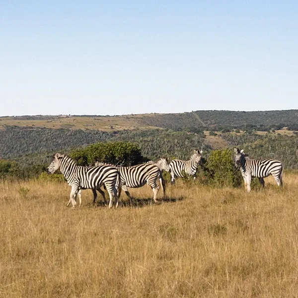 In this serene image of Glen Boyd Reserve, a popular destination wedding venue listed on Mariage Elegant in Canada, several zebras roam freely across a vast, open grassland. The backdrop features rolling hills and a clear blue sky, creating a tranquil and picturesque setting ideal for a unique wedding experience. The natural landscape provides a sense of adventure and exclusivity, making it a memorable choice for couples seeking a distinctive wedding location.