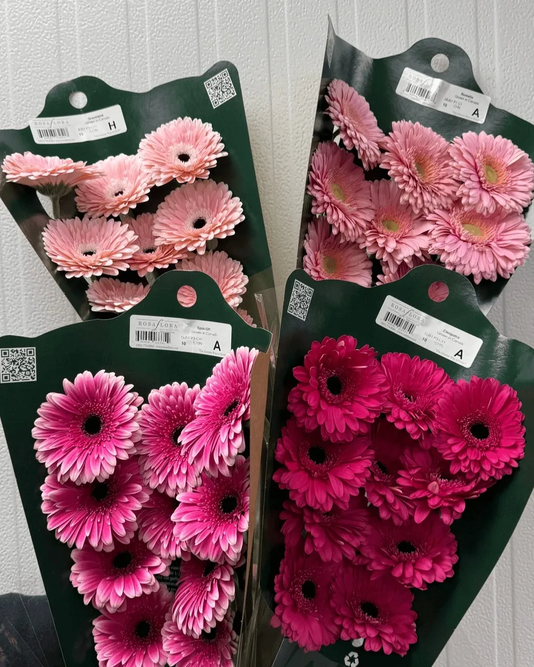 The image showcases a selection of colorful flowers provided by Fleurs en Vrac MTL, a wedding florist featured on Mariage Elegant, Canada. Four arrangements of vibrant pink and magenta gerberas are elegantly displayed in green packaging against a textured white background. Each set of flowers is neatly organized, highlighting their freshness and varied shades, perfect for creating stunning wedding floral arrangements.