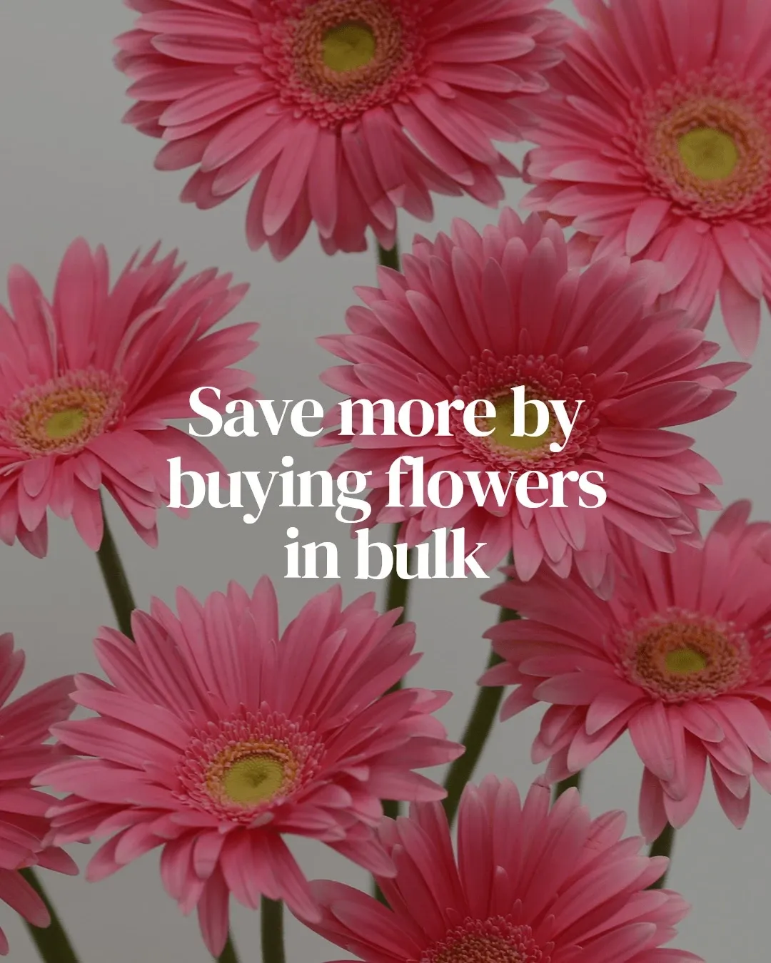The image showcases a vibrant arrangement of pink gerbera daisies with yellow centers, presented by Fleurs en Vrac MTL, a vendor listed under the wedding florists category on Mariage Elegant, Canada. The daisies are beautifully arranged against a plain background, highlighting the message 'Save more by buying flowers in bulk,' appealing to couples planning their wedding.