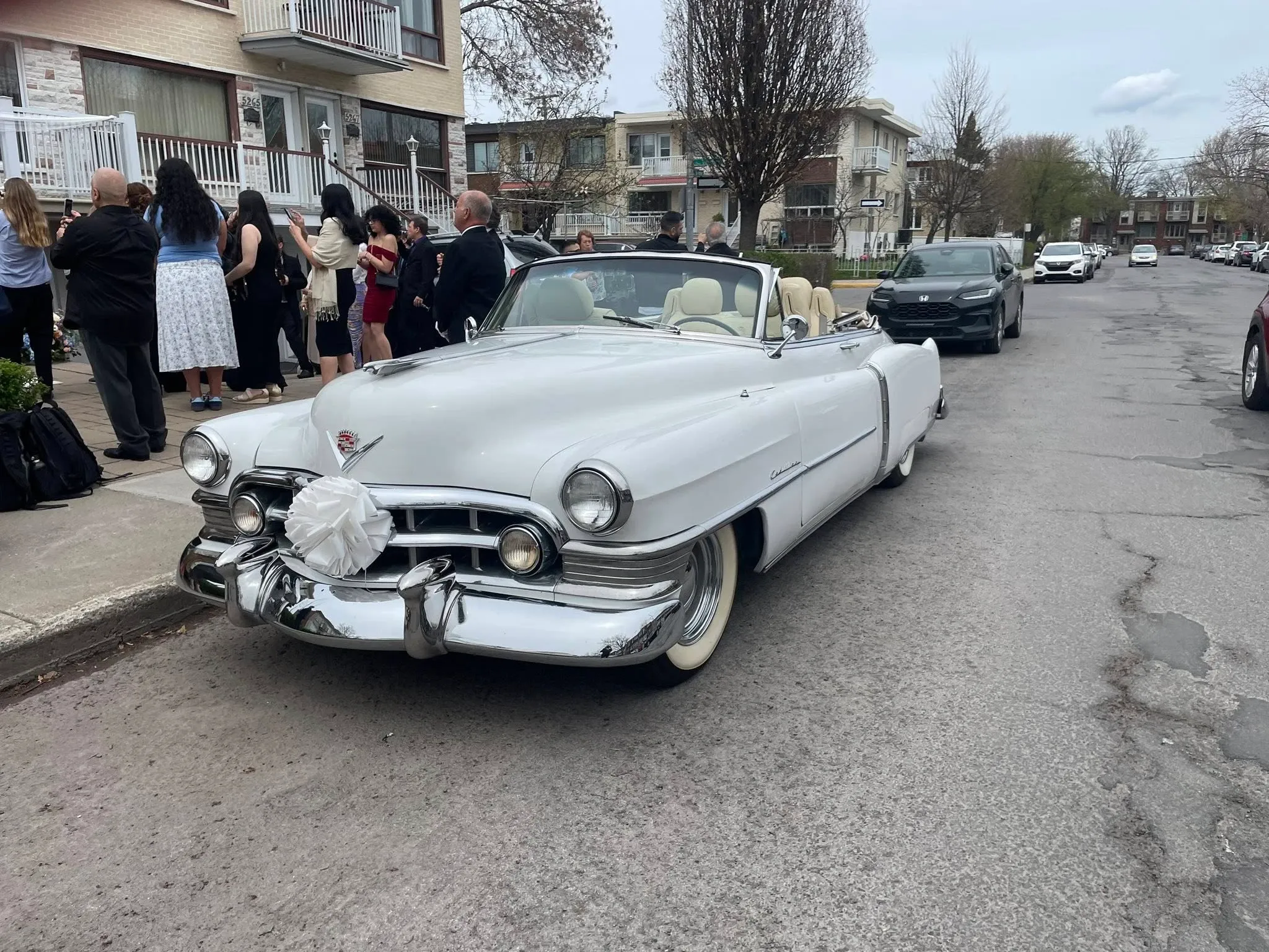 A classic white convertible limousine by Antique Limousine is parked on a residential street, embodying the essence of a vintage wedding vehicle. The limousine features a large decorative white ribbon on the front grille, indicating its use for a wedding occasion. The soft beige interior complements the elegant exterior design of the car. In the background, a group of well-dressed guests gather, suggesting a festive wedding atmosphere. This image captures the timeless charm and sophistication ideal for a wedding limousine provided by Antique Limousine.
