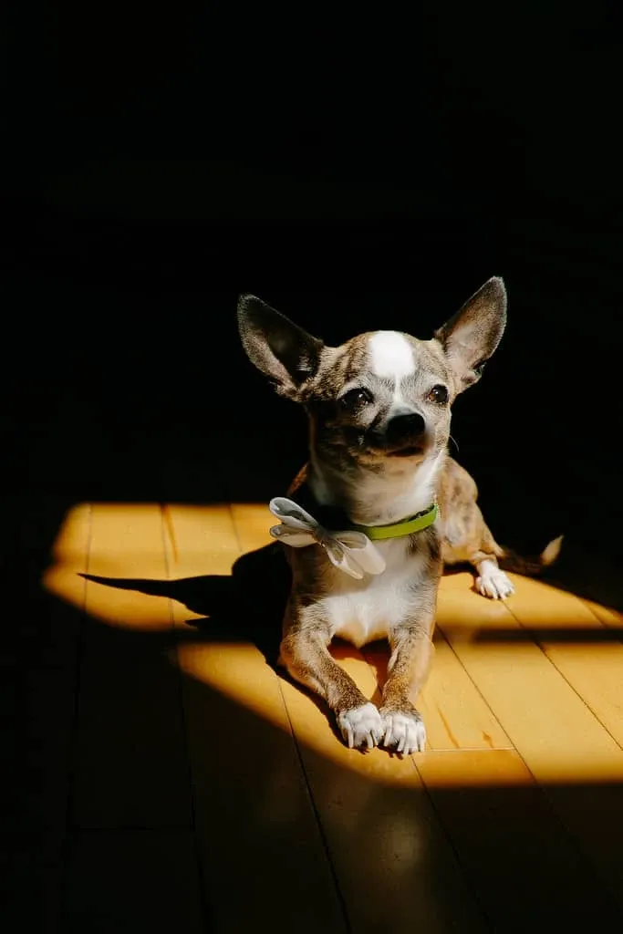 A small dog with a light brown and white coat is lying on a sunlit wooden floor, wearing a white bow around its neck. The room is dimly lit, with a bright beam of sunlight highlighting the dog, creating a cozy and charming atmosphere. The bow adds an elegant touch, fitting the wedding theme. This image showcases the whimsical and personal elements that Maryse Creation, a wedding planner in Canada, can incorporate into wedding settings, aligning with the vendor's creative and unique approach under the Wedding Planners category on Mariage Elegant.