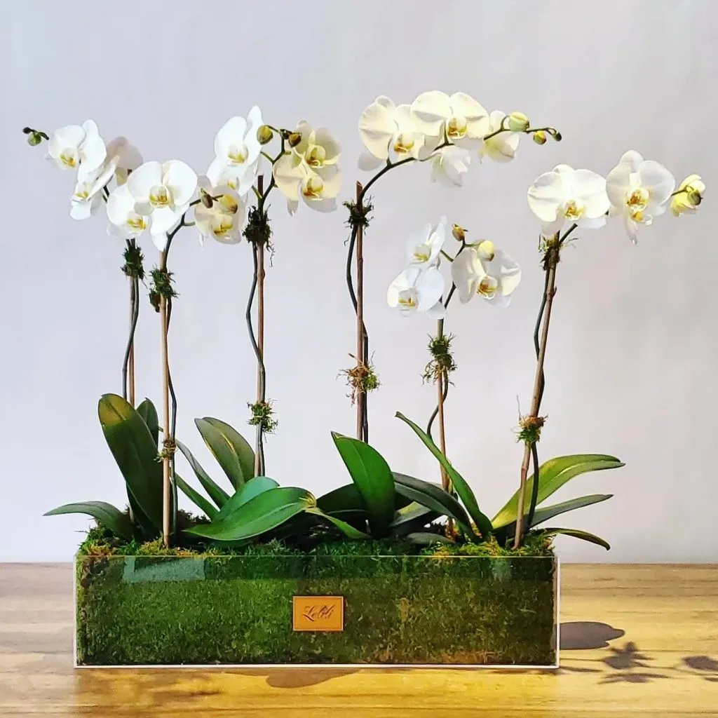 The image showcases a sophisticated floral arrangement by Lelili Fleurs, a wedding florist under the wedding category, displayed on the Mariage Elegant, Canada website. The arrangement features elegant white orchids standing tall on slender stems, adorned with small moss accents. These orchids are artfully presented in a sleek rectangular glass vase lined with lush green moss, accentuating the delicate beauty of the flowers. This display is ideal for a wedding setting, providing a touch of refined elegance to any occasion.