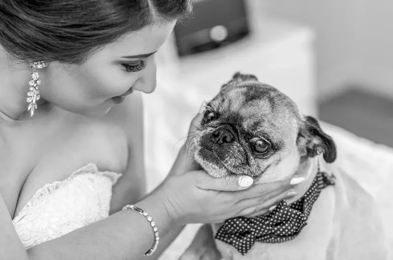 In this black and white image by Guy Chan Chive Photography, categorized under wedding photography for Mariage Elegant, Canada, a bride dressed in a strapless lace wedding gown is tenderly holding a small dog. The bride, wearing sparkling drop earrings, gazes affectionately at the pug dressed in a polka dot bow tie. They are both captured in a serene and joyful pre-wedding preparation moment, highlighting the intimate bond shared on this special day.