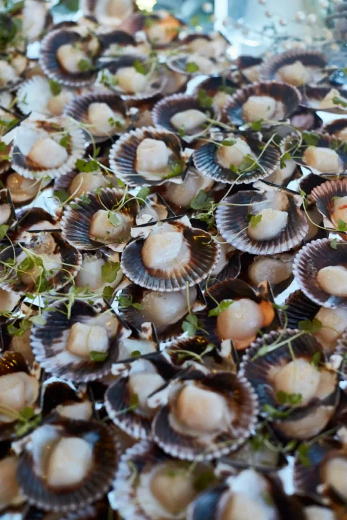 In this image showcasing a wedding catering setup by Plaza Du Parc, a distinguished wedding venue in the Mariage Elegant listing, dozens of freshly prepared scallops are elegantly presented in their shells. Each scallop is nestled with microgreens, creating an appetizing and visually stunning display ideal for a sophisticated wedding reception. The arrangement reflects attention to detail and an emphasis on gourmet quality, typical of the services offered by prestigious wedding venues in Canada.