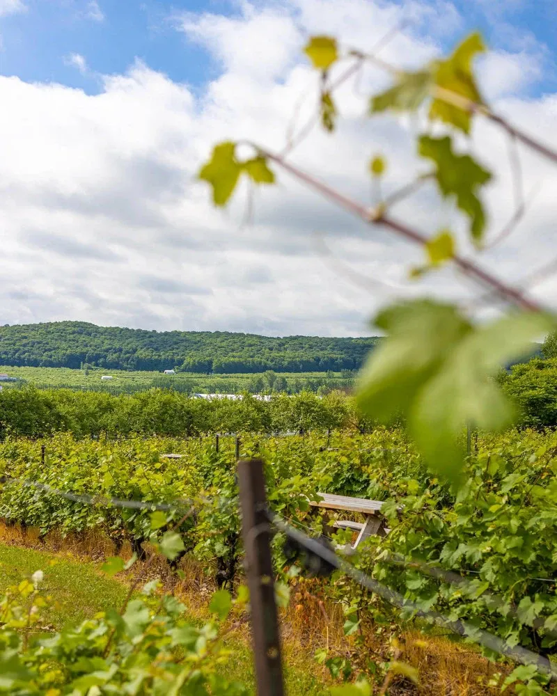 The image showcases the picturesque vineyard setting of La Bullerie, a top-tier wedding venue in Canada, under the category of Wedding Venues. The landscape features lush, green vines stretching into the distance under a partly cloudy sky, creating a serene and romantic backdrop perfect for weddings. Rolling hills frame the background, enhancing the venue's natural beauty and offering an ideal spot for capturing memorable wedding day photos.