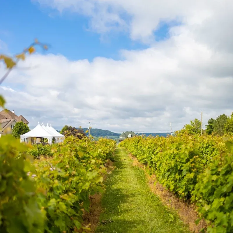 The image features a scenic view of La Bullerie, a wedding venue in Canada, categorized under Wedding Venues for the site Mariage Elegant. The foreground displays lush, green vineyard rows under a bright blue sky with scattered clouds. In the distance, a large white tent is visible, suggesting a possible event setup, surrounded by trees and distant hills, enhancing the picturesque, rustic ambiance ideal for special celebrations like weddings.